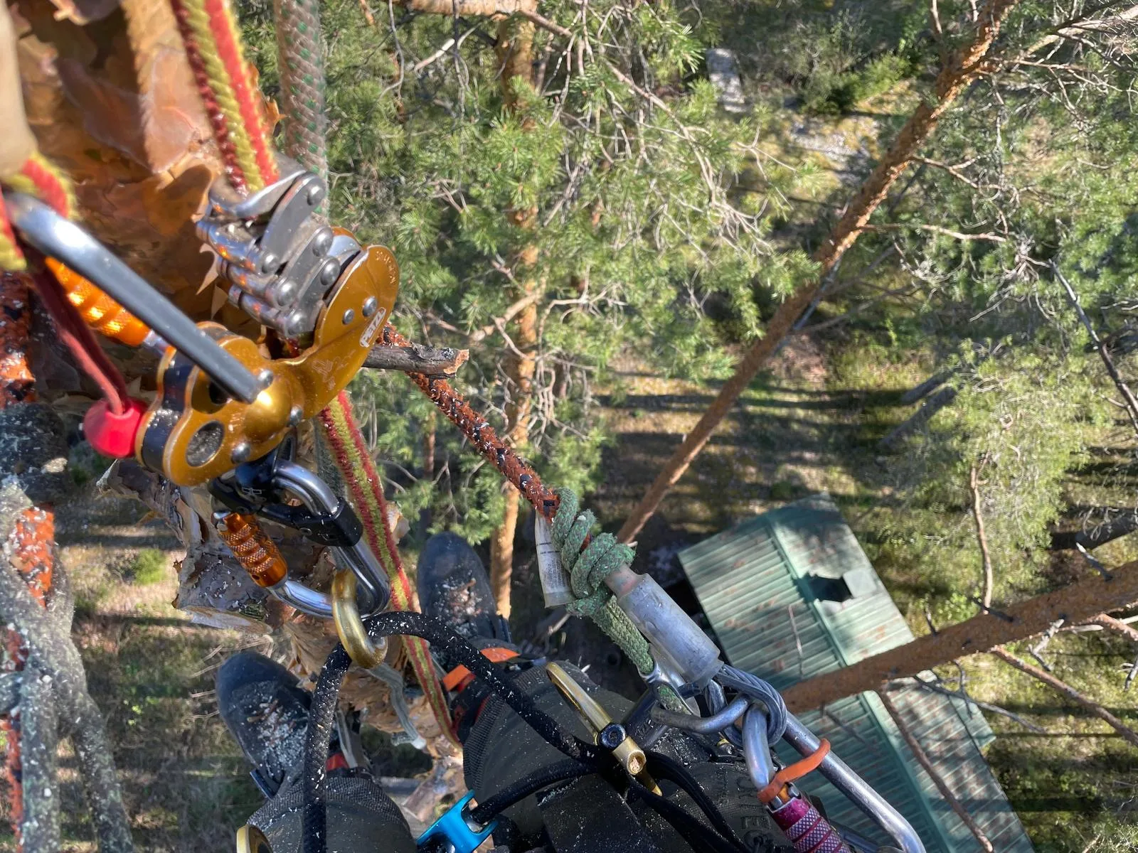 Hoitoleikkaus puussa