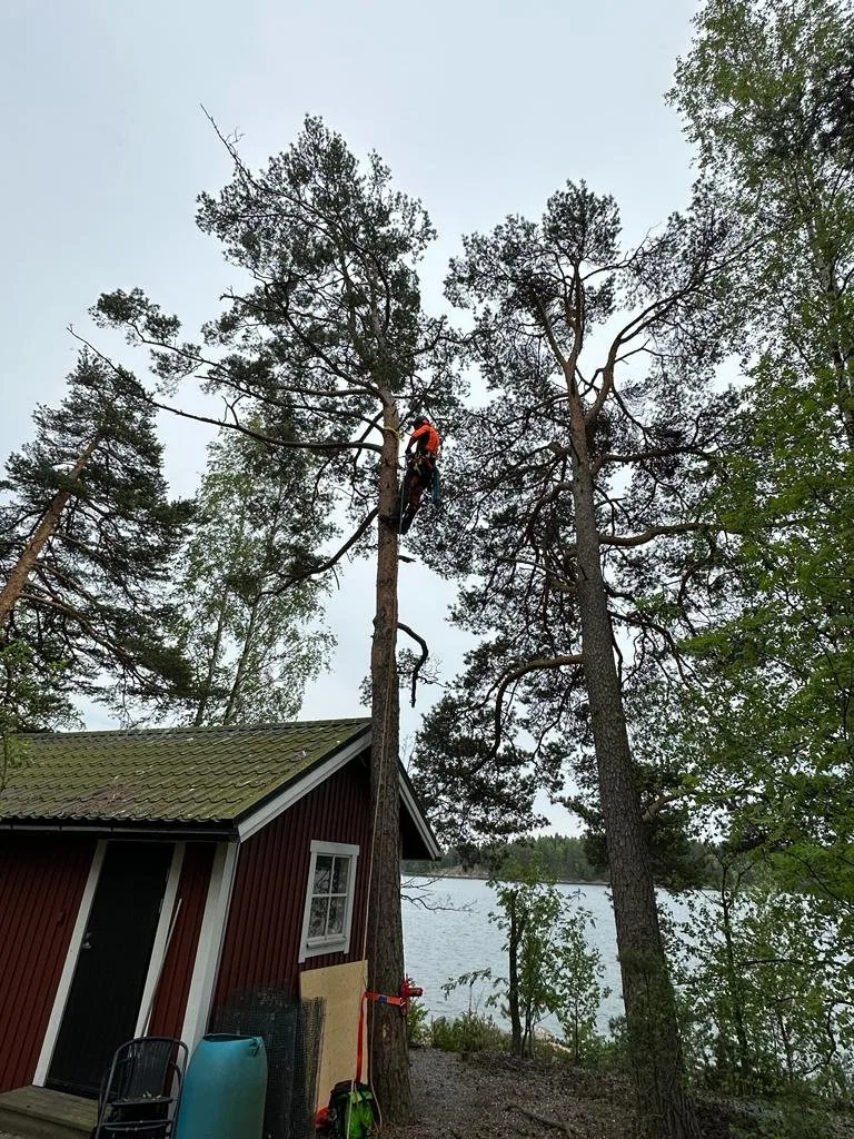 Ammattitaitoinen arboristi turvavarusteissa