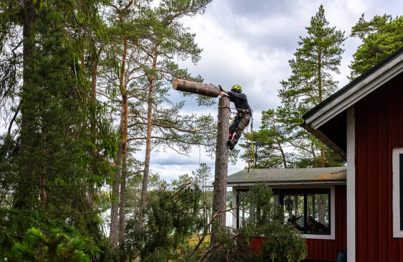 Moottorisaha puunkaadossa